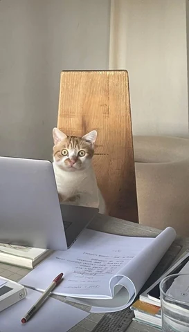 고양이 원본 369