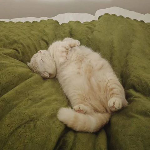 고양이 원본 380