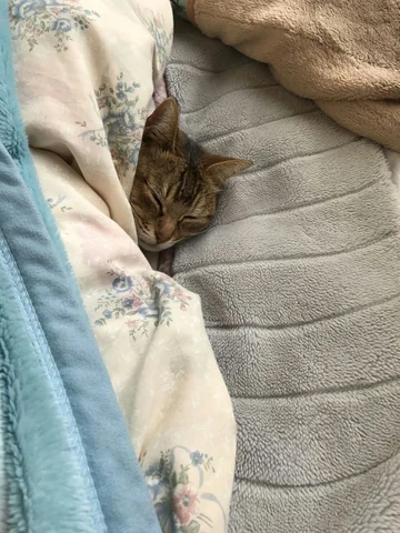 고양이 원본 126