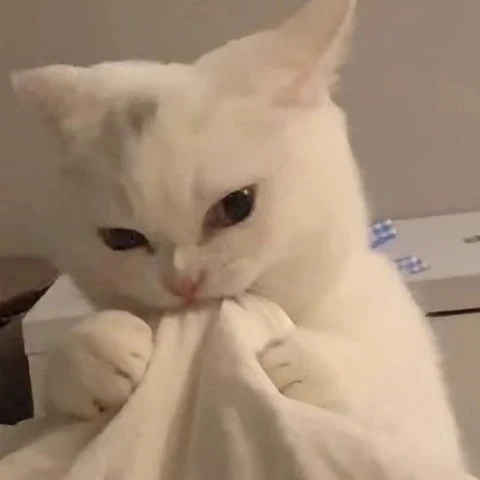 고양이 원본 309