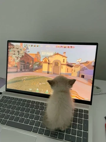 고양이 원본 591