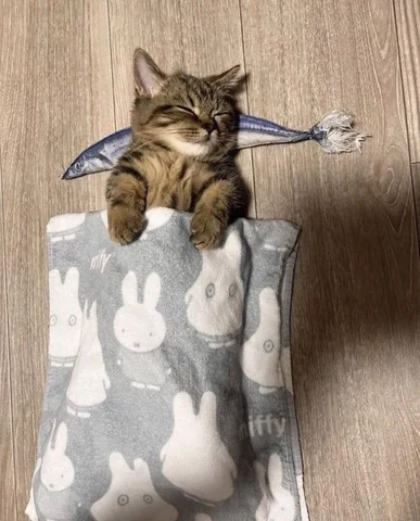 고양이 원본 181