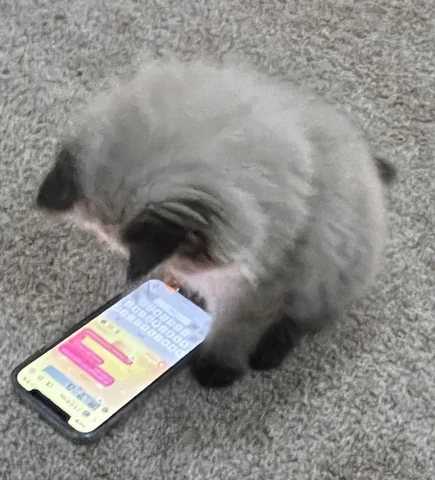 고양이 원본 568