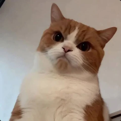 고양이 원본 357