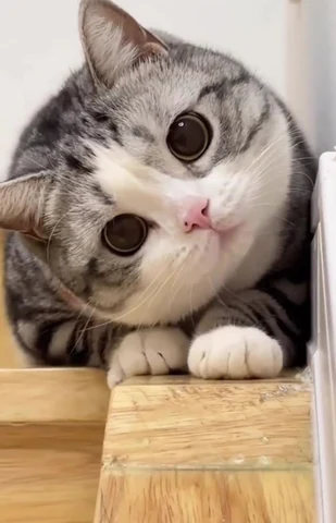 고양이 원본 263