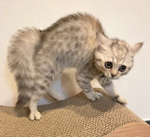 고양이 원본 539