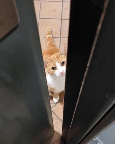 고양이 원본 146