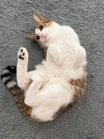 고양이 원본 647
