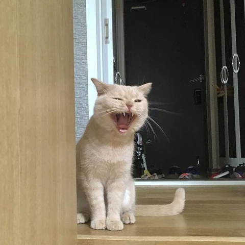 고양이 원본 397