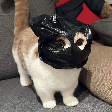 고양이 원본 453