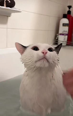 고양이 원본 463
