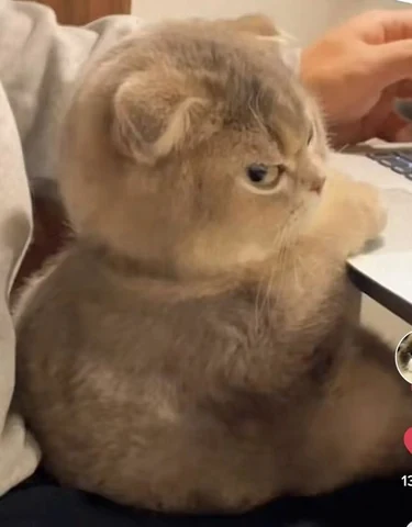 고양이 원본 036