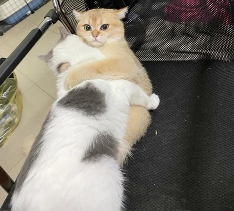 고양이 원본 583