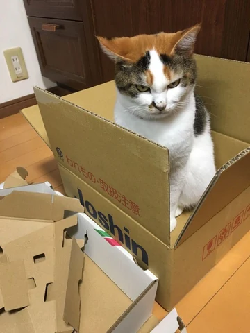 고양이 원본 096