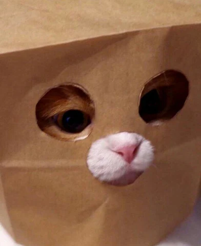 고양이 원본 669