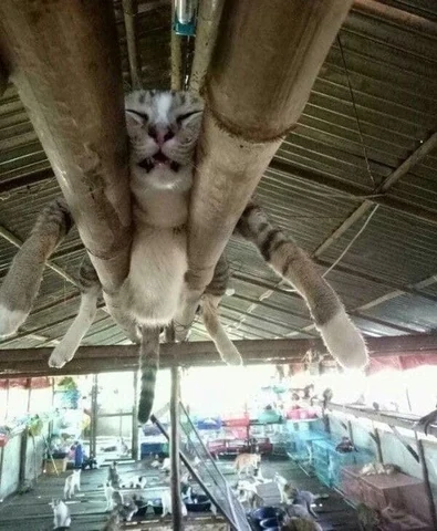 고양이 원본 151