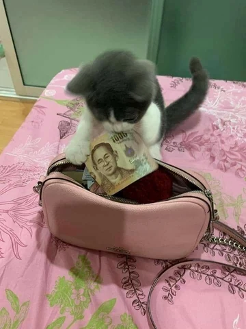 고양이 원본 464
