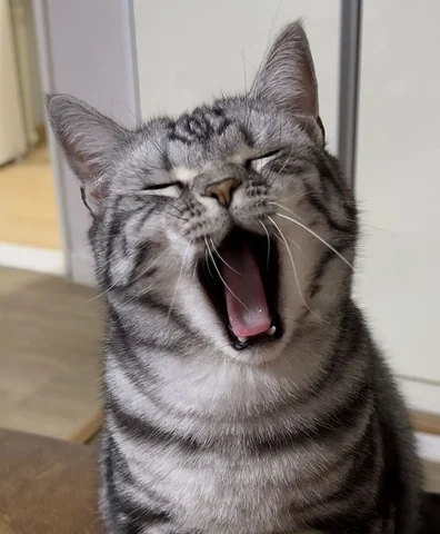 고양이 원본 345