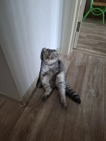 고양이 원본 103