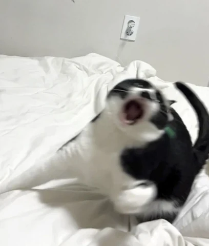 고양이 원본 292