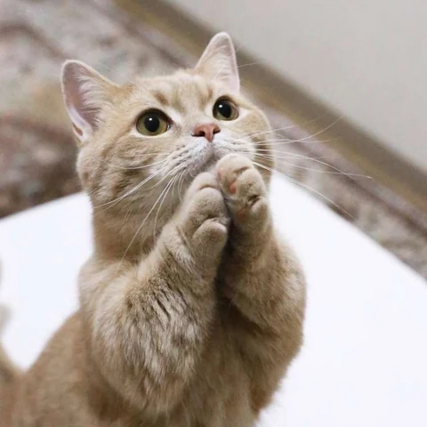 고양이 원본 433