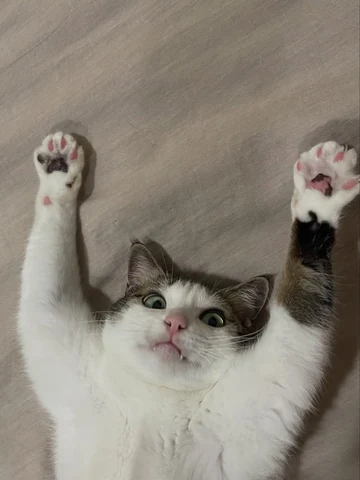 고양이 원본 509