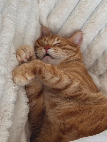 고양이 원본 378