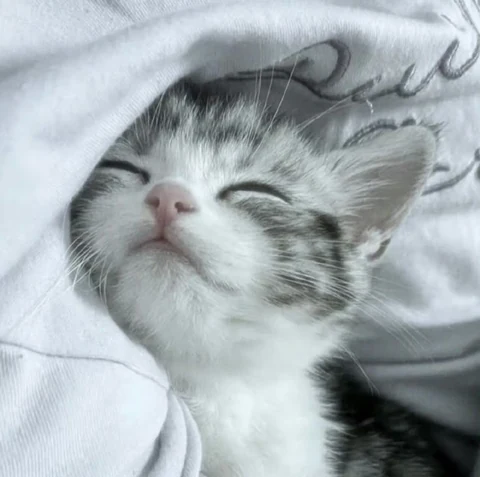 고양이 원본 219