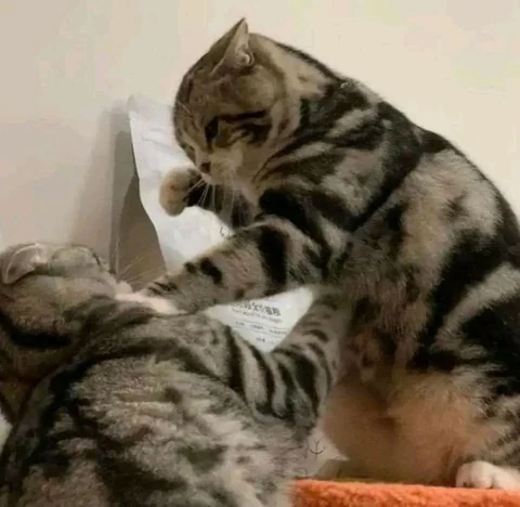 고양이 원본 416