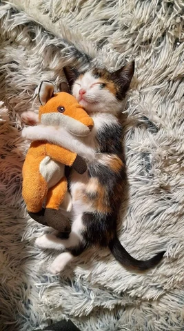고양이 원본 428