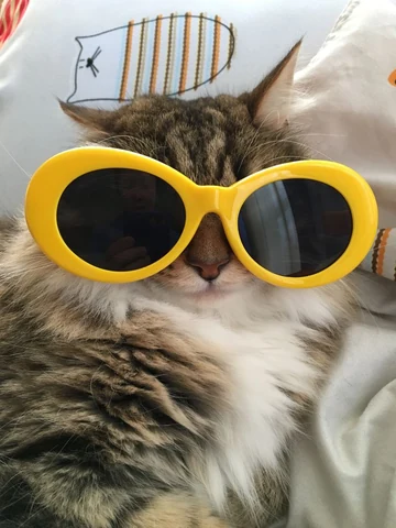 고양이 원본 444