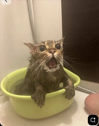 고양이 원본 426