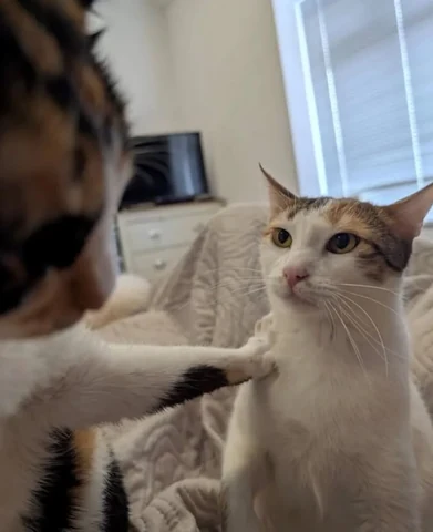 고양이 원본 589
