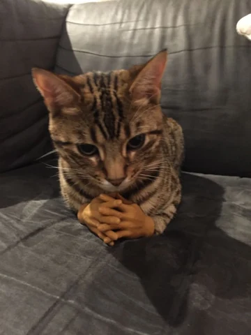 고양이 원본 697