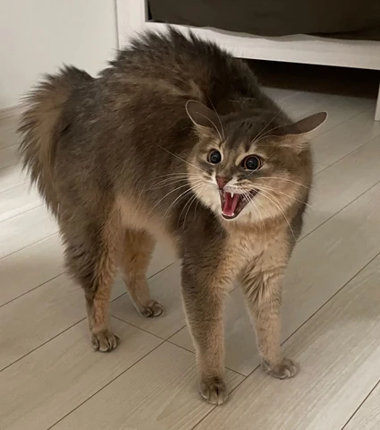 고양이 원본 543