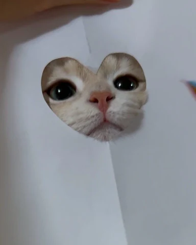 고양이 원본 264