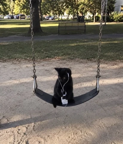 고양이 원본 284