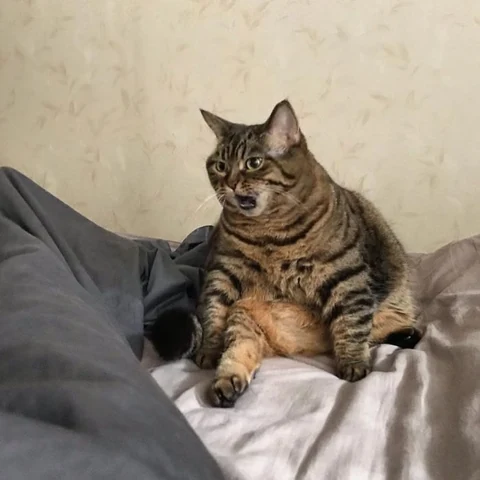 고양이 원본 004