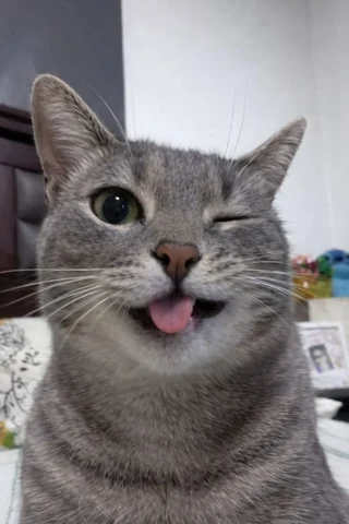 고양이 원본 560