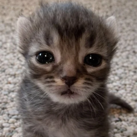 고양이 원본 244