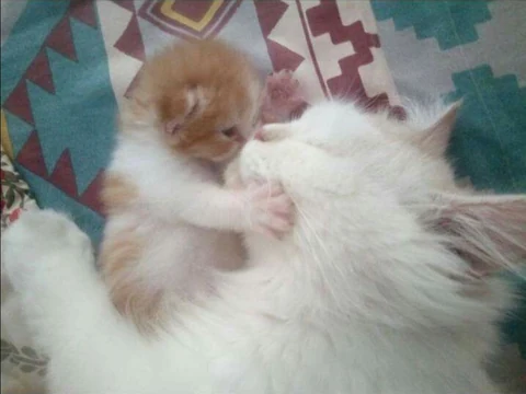 고양이 원본 528