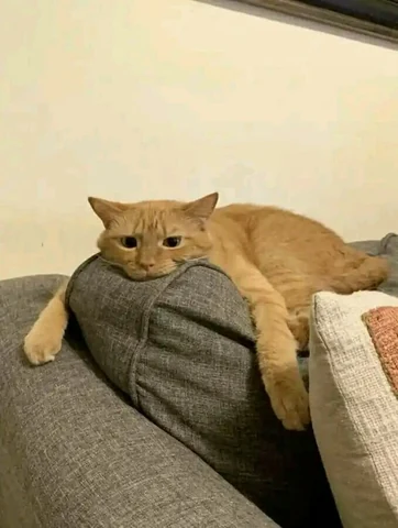 고양이 원본 662