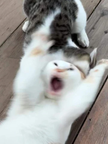 고양이 원본 420