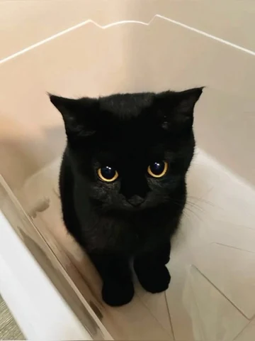 고양이 원본 405
