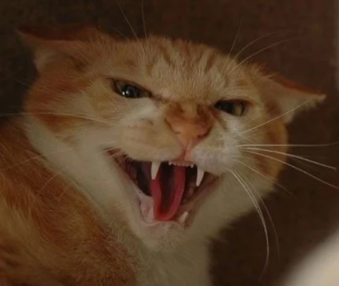 고양이 원본 391