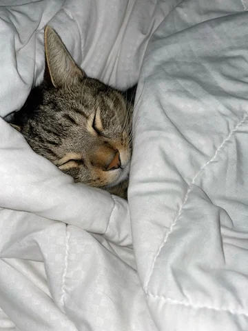 고양이 원본 059