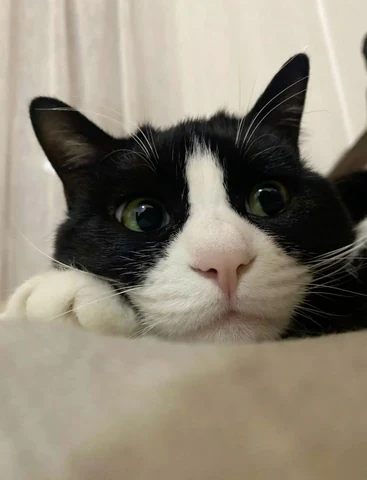 고양이 원본 446
