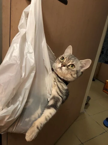 고양이 원본 466