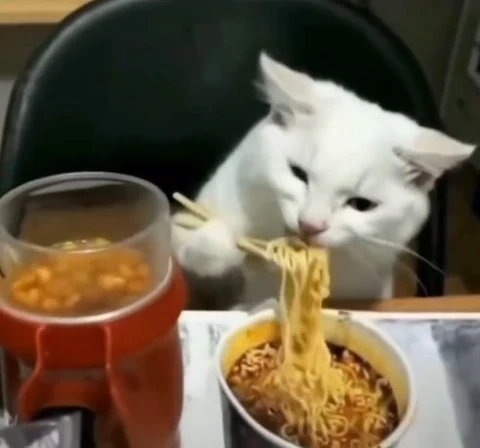 고양이 원본 291