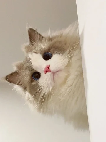 고양이 원본 375